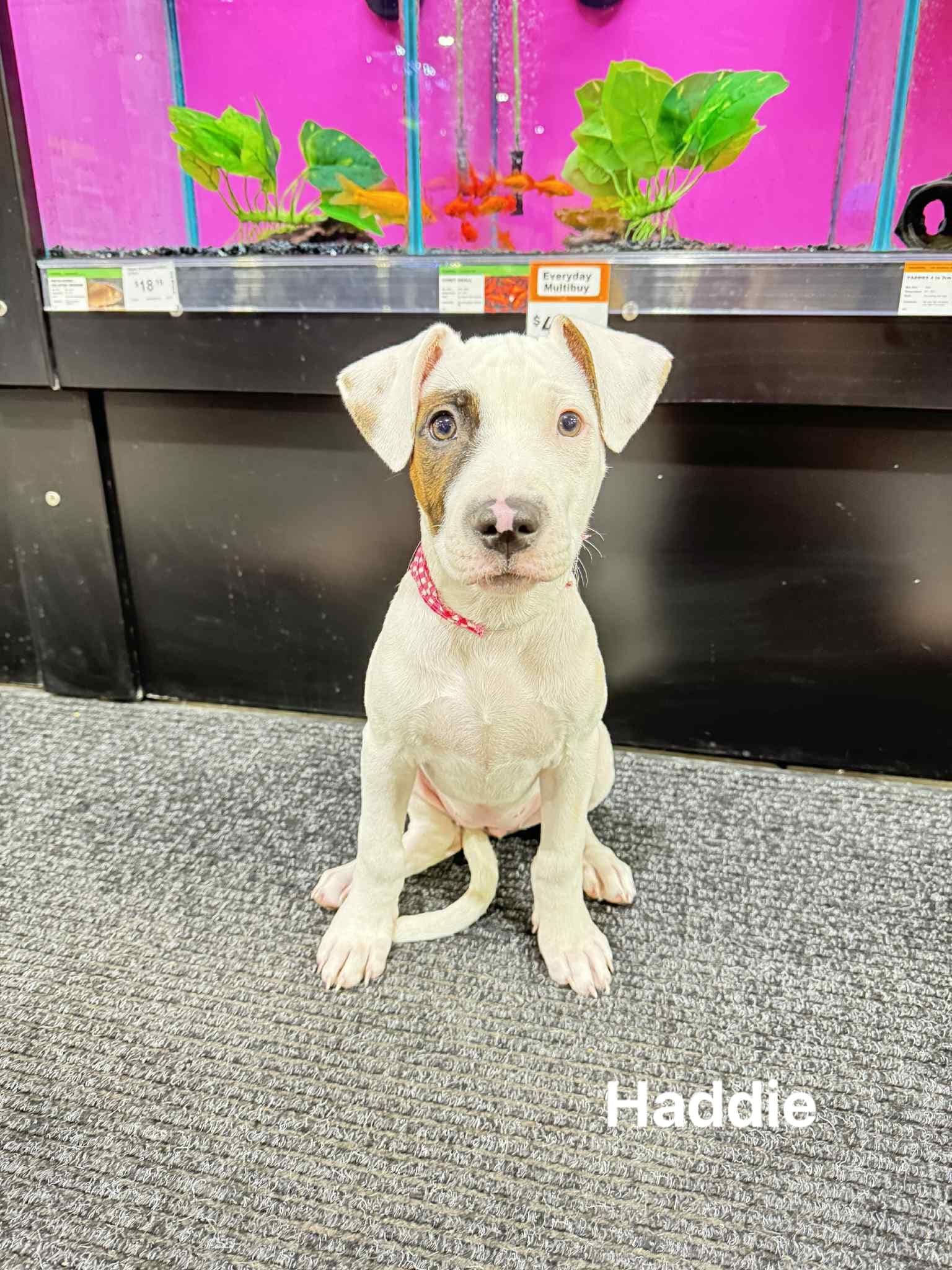 Haddie Haddie